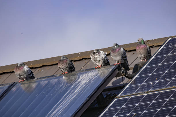 Bird damage to solar panels